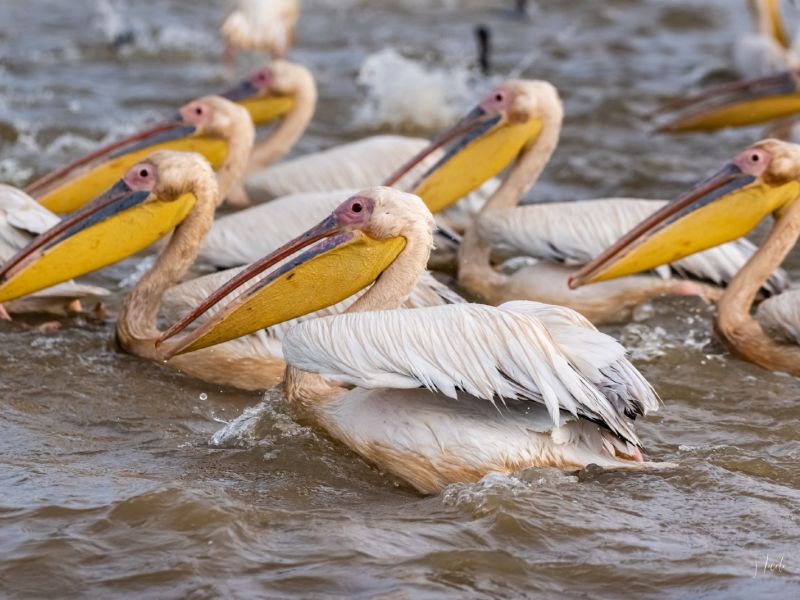 26012023 DSC 9659 26012023 DSC 9659