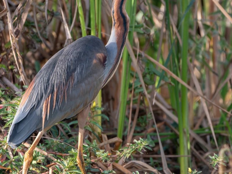 26012023 DSC 9796 NEF DxO DeepPRIME 26012023 DSC 9796 NEF DxO DeepPRIME