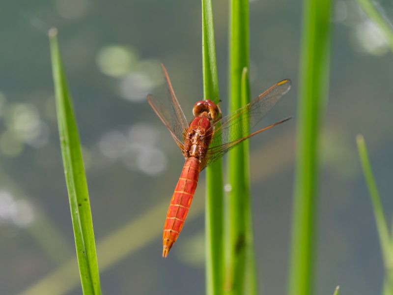 P1140957 DxO P1140957 DxO