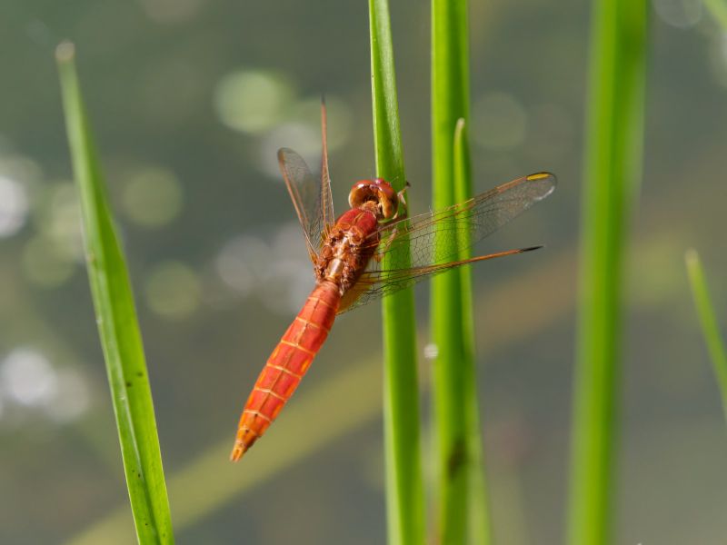 P1140960 DxO P1140960 DxO