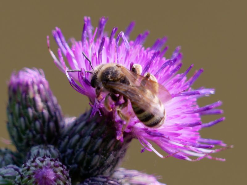 P1140987 DxO P1140987 DxO