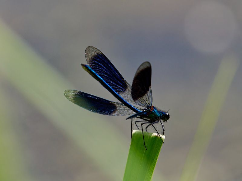 P1140998 DxO P1140998 DxO