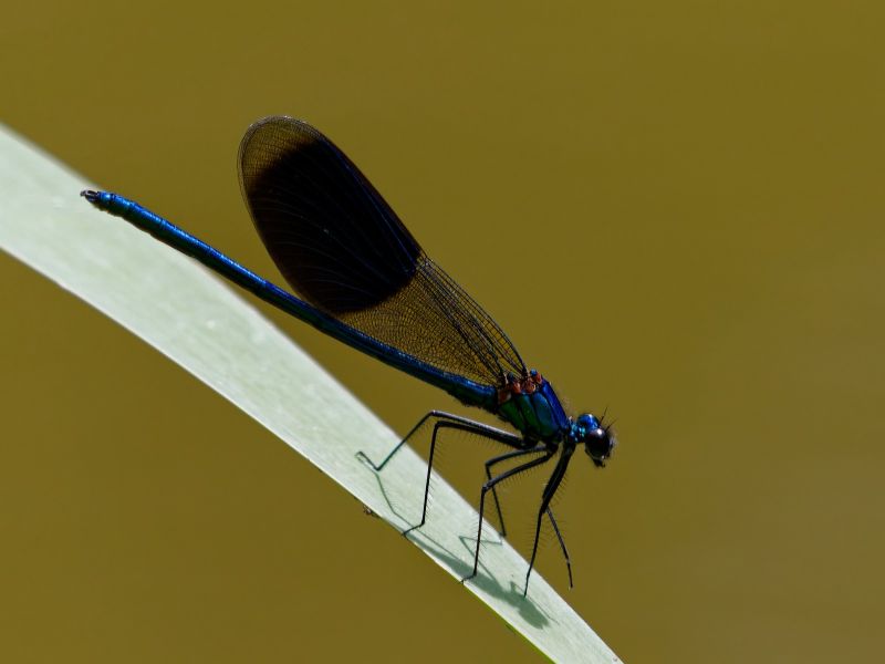 P1141108 DxO P1141108 DxO