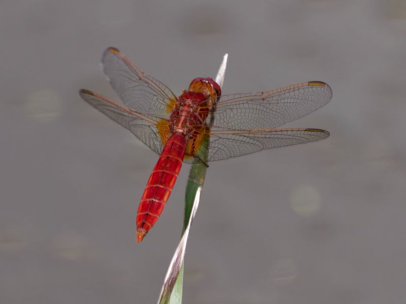 P1141122 DxO P1141122 DxO