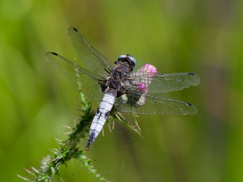 P1141157 DxO P1141157 DxO