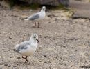 berck signe small