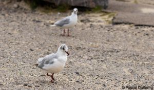 berck signe small