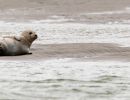 berck signe small