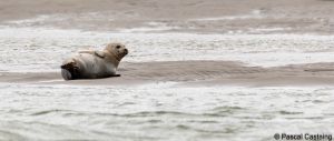 berck signe small