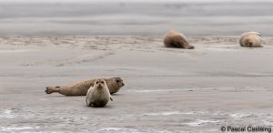 berck signe small