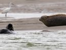 berck signe small