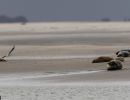 berck signe small