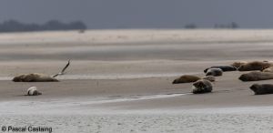 berck signe small