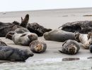 berck signe small
