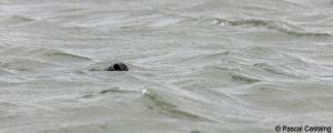 berck signe small