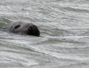 berck signe small