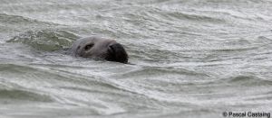 berck signe small