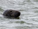 berck signe small