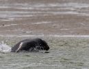 berck signe small