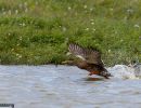 canard decollage signe 