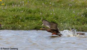 canard decollage signe 