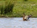 canard figure de proue signe 