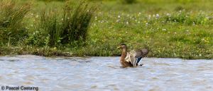 canard figure de proue signe 