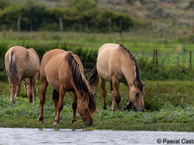 cheveaux signe  cheveaux signe
