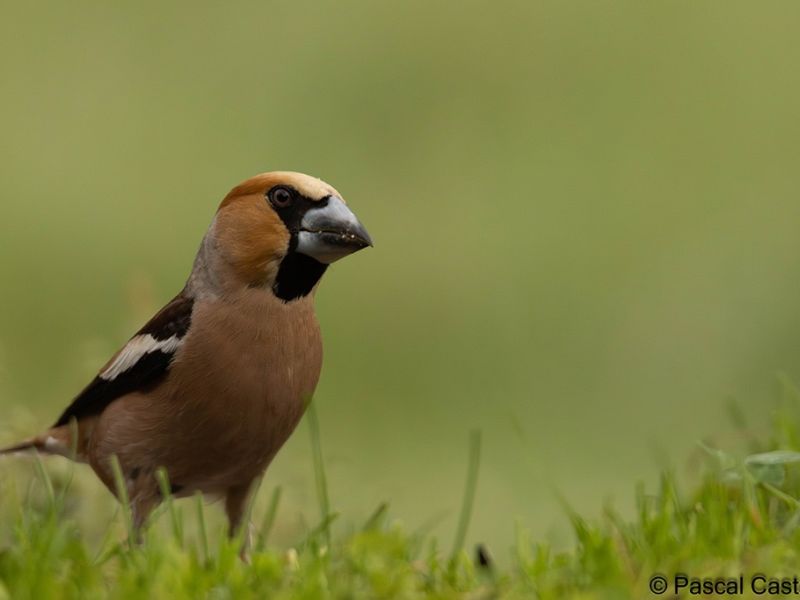 gros bec signe   gros bec signe