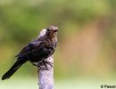 merle noir juvenile signe 