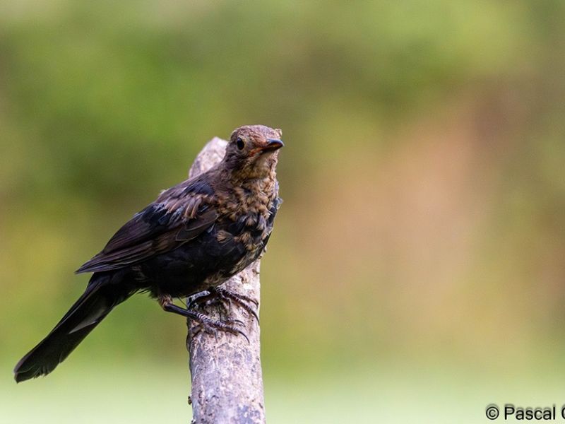 merle noir juvenile signe  merle noir juvenile signe