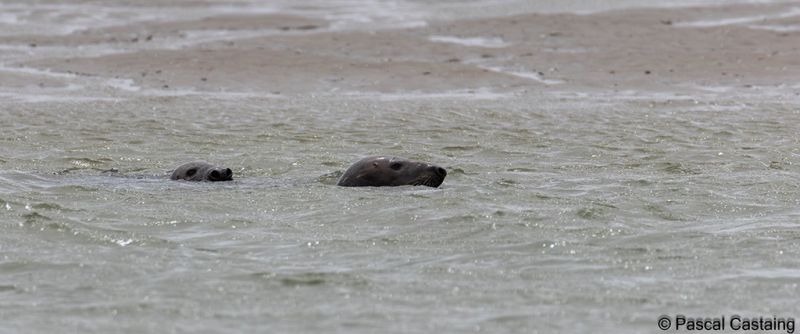 phoques 2 signe  phoques 2 signe