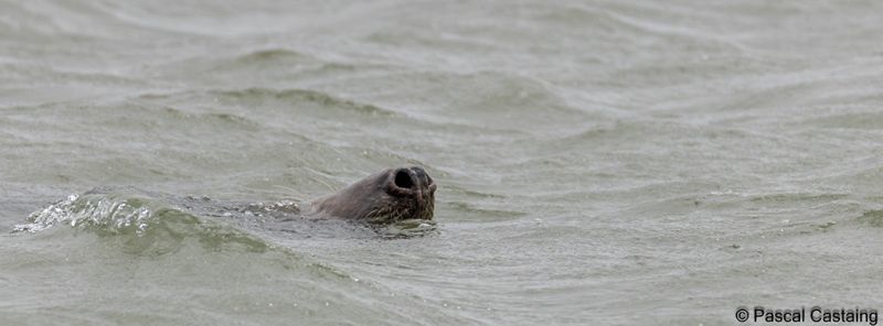 phoques 3 signe  phoques 3 signe