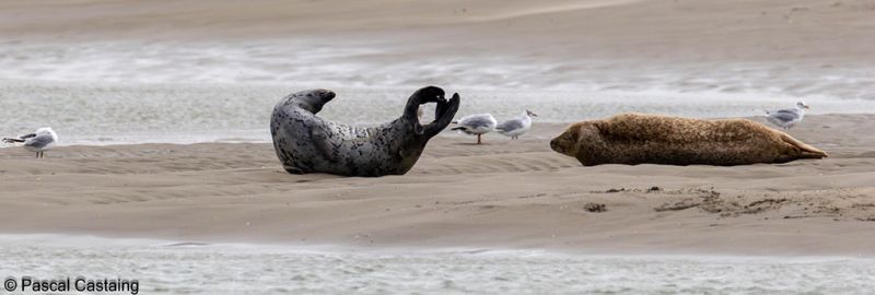 phoques signe  phoques signe