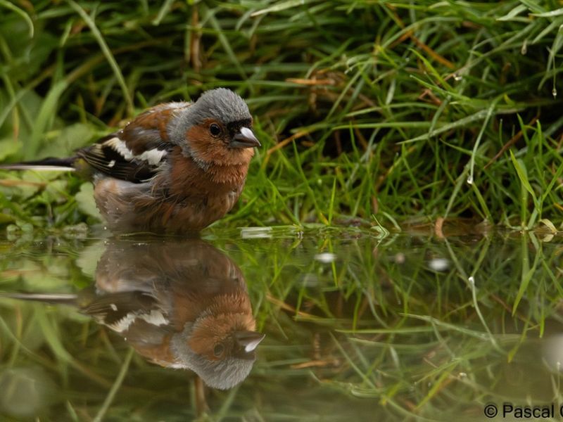 pinson signe   pinson signe