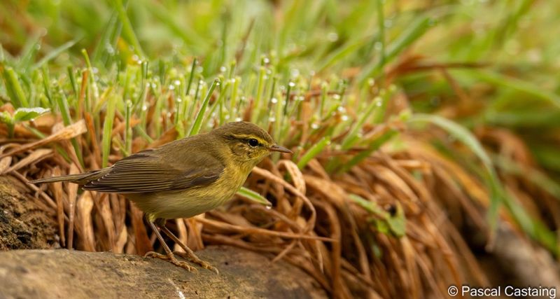 pouillot iberique 2 signe  pouillot iberique 2 signe