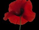 coquelicot