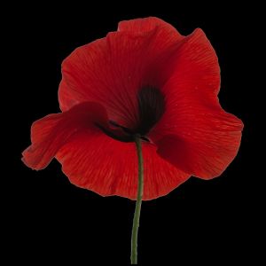 coquelicot
