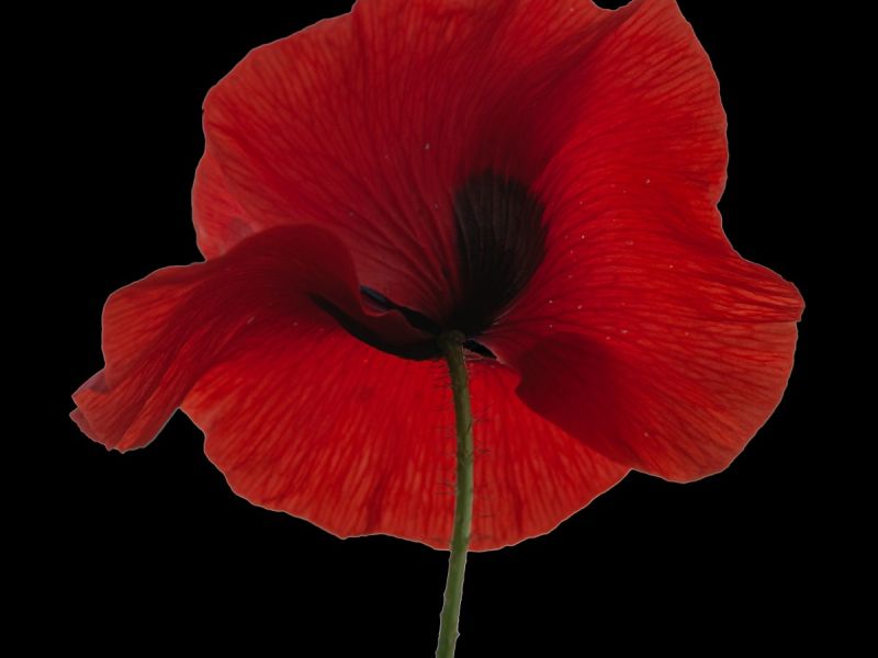 coquelicot coquelicot