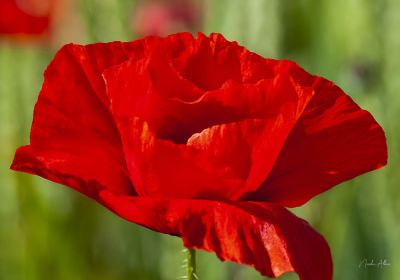 Flore