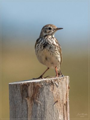 jh. dsc 9077 pipit farlouse jh. dsc 9077 pipit farlouse