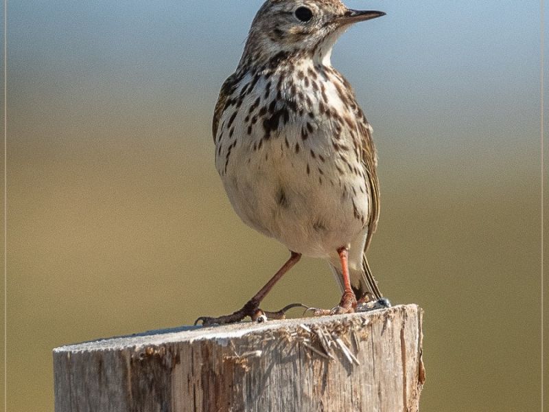 jh. dsc 9077 pipit farlouse jh. dsc 9077 pipit farlouse