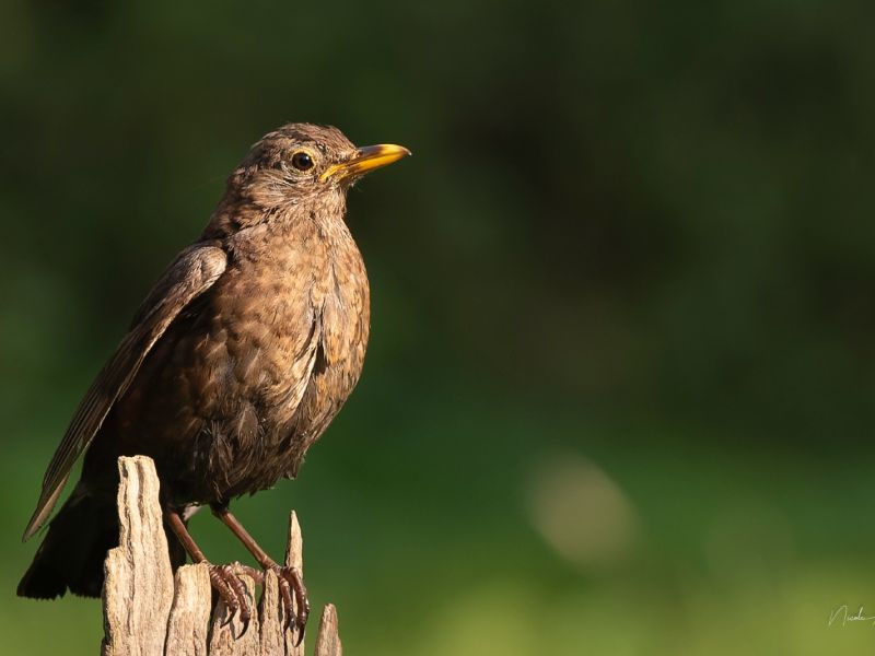 na dsc3877 na dsc3877