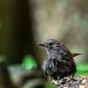 na dsc4798