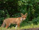 na renard
