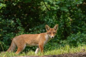 na renard