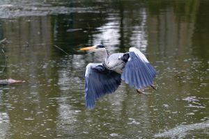  z630809 dxo