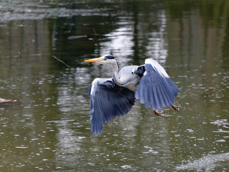 z630809 dxo  z630809 dxo