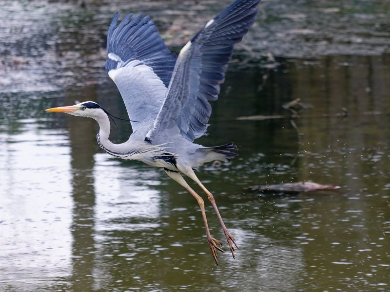 z630810 dxo  z630810 dxo