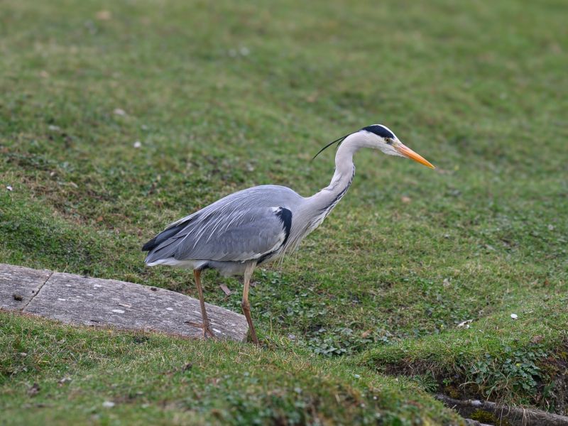 z630820 avec accentuation bruit lr  z630820 avec accentuation bruit lr